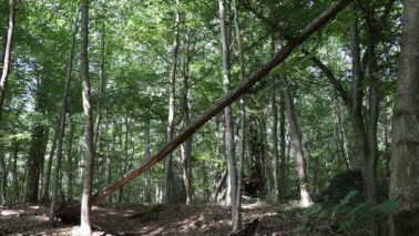 Quel avenir pour les forêts d’Ile-de-France? Donnez votre avis.