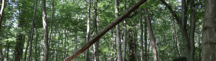 Quel avenir pour les forêts d’Ile-de-France? Donnez votre avis.